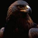 =HawK=
